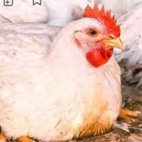 کارگر ساده مجرد یا متاهل با سابقه مرغداری تخمگذار
