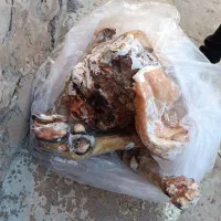 کله پاچه|حیوانات مزرعه|مسجد سلیمان, |دیوار