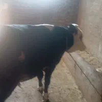 گوساله نر سیمینتال