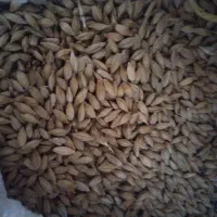 فروش جو ابی و یونچه چین سوم