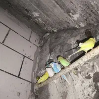 پرنده مرغ عشق
