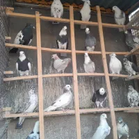 کفتر کبوتر
