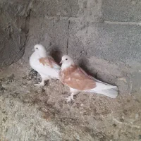 کبوتر شازده زرد|پرنده|تهران, مختاری|دیوار