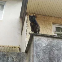 دنبال خانواده مهربون برای واگذاری|گربه|رشت, حمیدیان|دیوار