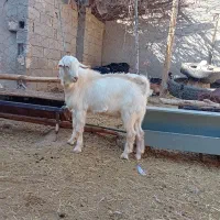 فروش یک عدد نر بزغاله سانن|حیوانات مزرعه|بسطام, |دیوار