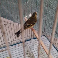 سهره قناری نر