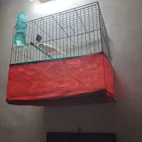 قناری ماده موزاییکی مست مست