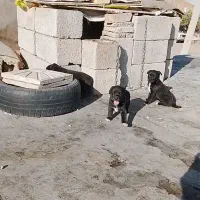 ۱۶۰۰|سگ|بیجار, |دیوار