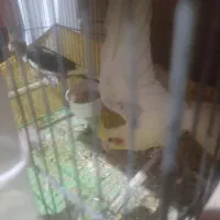 دو جفت عروس هلندی با پنج تا جوجه