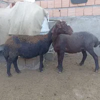دوعدد میش ناب