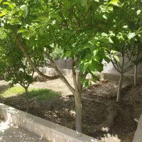 فروش باغ ویلادرچهارفصل|فروش خانه و ویلا|مشهد, میان ولایت|دیوار