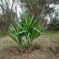 گل یوکا تعداد زیاد|گل و گیاه طبیعی|رشت, امین الضرب|دیوار