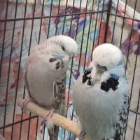 مرغ عشق انگلیسی گریدA|پرنده|دوگنبدان, |دیوار