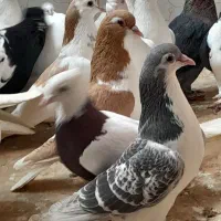 چپ و طوقی و دمسفید سینه سیاه دانه ۱۸۰