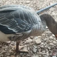 3تا غاز|حیوانات مزرعه|یاسوج, |دیوار