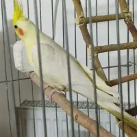 عروس هلندی چند بار کار داده با هشتا تخم