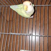 کوتوله برزیلی نر