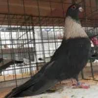 کبوتر وارداتی طاووس