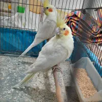 طوطی عروس لوتینو مولد