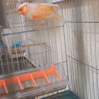 قناری|پرنده|مسجد سلیمان, |دیوار