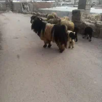 بعد هیکلی داشتی چاق چاق