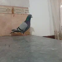 پلاکی