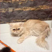 گربه پرشین نر