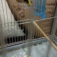 سهره عروسک ماده