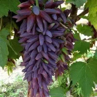 تولید و توزیع نهال گردو بادام و میوه غرب نهال|خدمات باغبانی و درختکاری|فلاورجان, |دیوار