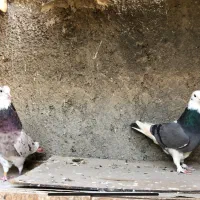 کبوتر‌کفتر‌پرشی