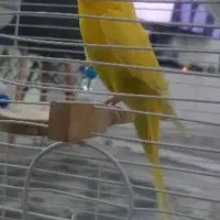 مرغ عشق فول اهلی و سخنگو|پرنده|تبریز, |دیوار