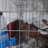 کبوتر دم سفید