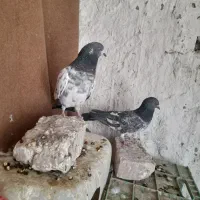 پاکستانی|پرنده|کرباسک, |دیوار