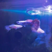 ماهی گوپی|ماهی|کرمانشاه, |دیوار