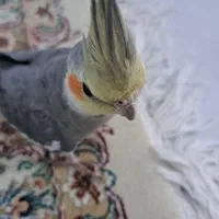 عروس هلندی گمشده|حیوانات|کرج, شاهین‌ویلا|دیوار