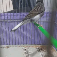 قناری نر قرص|پرنده|کرج, فاز ۲ مهرشهر|دیوار