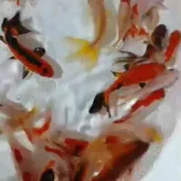 انواع ماهی گلدفیش شب عید و ماهی قرمز|ماهی|آمل, |دیوار