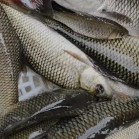 فروش بچه ماهی کپور و آمور|ماهی|ساری, |دیوار