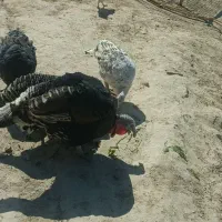 بوقلمون برنزی