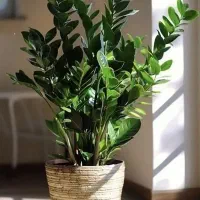 نیروی خدماتی جهت انجام امورات منزل (خانه داری)