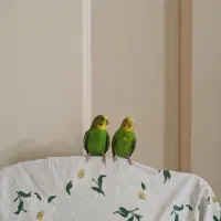 مرغ عشق جفت کاملاً دستی رام و اروم|پرنده|تهران, وحیدیه|دیوار