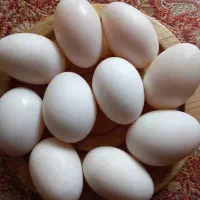 تخم اردک