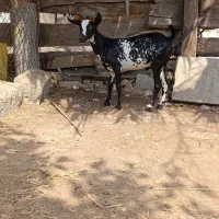 کهر نر