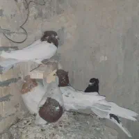 کبوتر|پرنده|خرمآباد, |دیوار