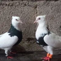 یه جفت طوقی