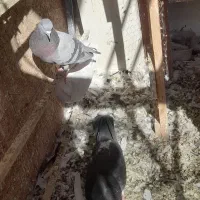 6 تا کبوتر نر فقط ۱۱۰۰|پرنده|پردیس, شهرک صنعتی خرمدشت فاز ۷|دیوار