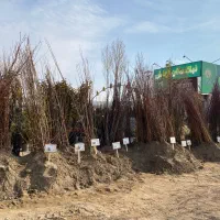 نهال اصیل و لیبل دار|گل و گیاه طبیعی|مرند, |دیوار