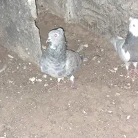 دمسفید|پرنده|خورموج, |دیوار