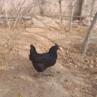 مرغ ایام سمانی