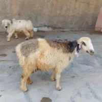 قوچ و میش